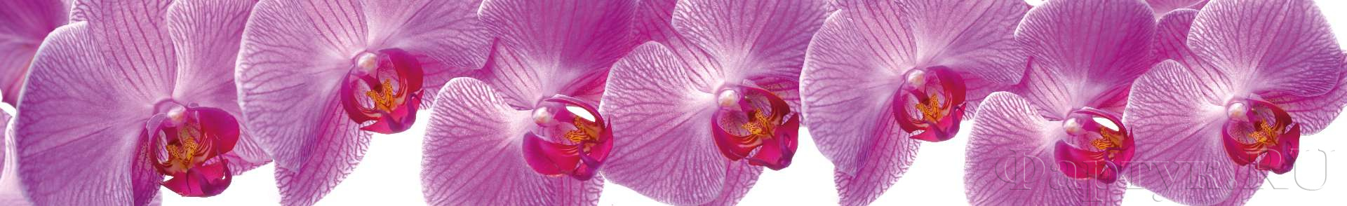 Крупные фиолетовые орхидеи