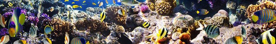 Скинали — Кораллы