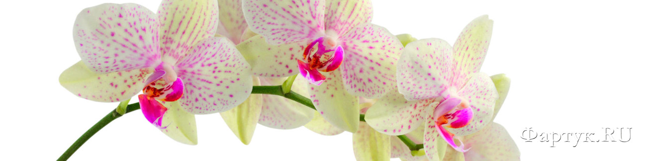 Скинали — Цветы бело-розовой орхидеи