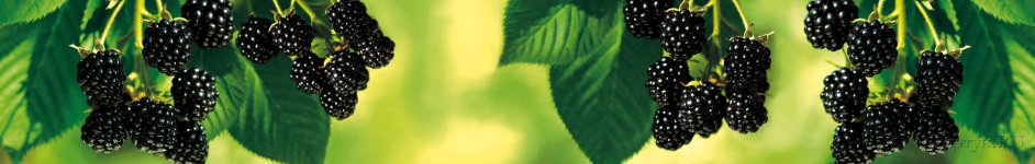Скинали — Черника на зеленом фоне
