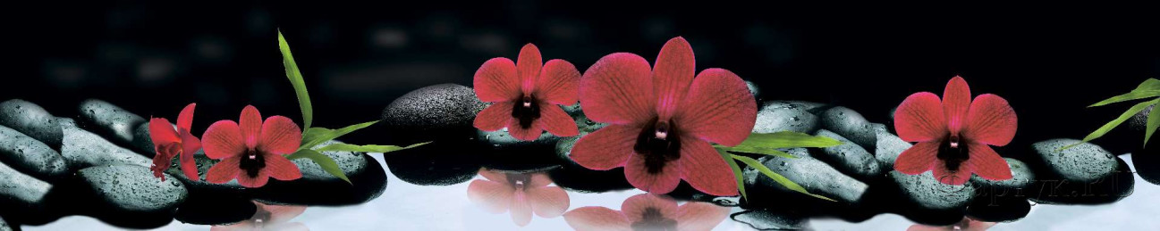 Скинали — Красные орхидеи на черных камнях