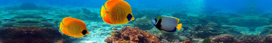 Скинали — Подводный мир морские рыбки