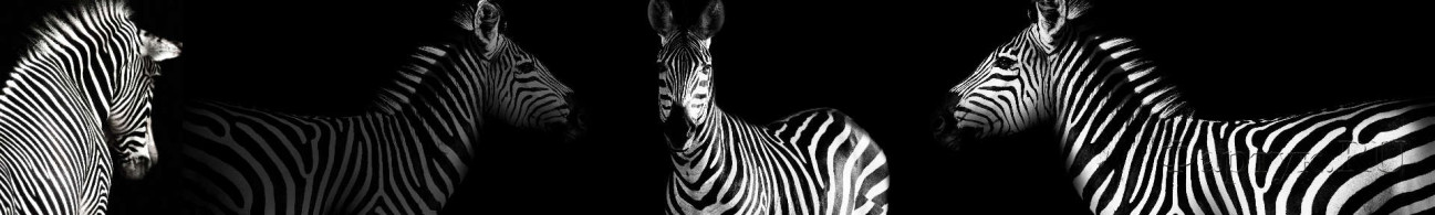 Скинали — Зебра на черном фоне