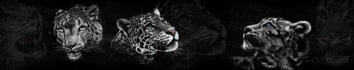 Скинали — Леопард