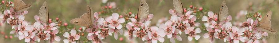 Скинали — Бабочки на цветущих ветках