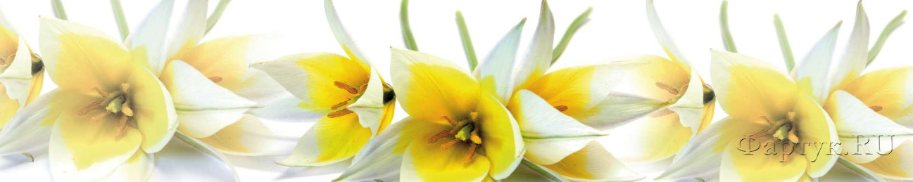 Скинали — Необычный сорт тюльпанов