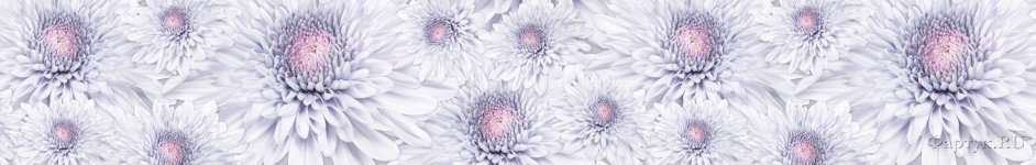 Скинали — Бледно-розовый цветок хризантема